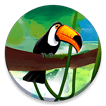 Condor Species Of South American High Altitudes